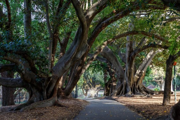 Twenty per cent of Hyde Park’s Moreton Bay Figs and Lo<em></em>ndon Plane Trees may need to be chopped down to stop the shot hole borer.