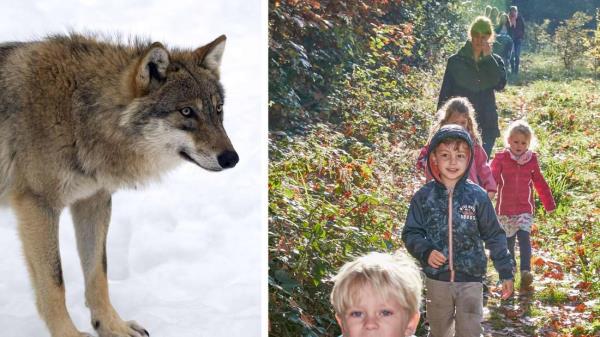 孩子是狼的诱饵？幼儿园必须画出结果