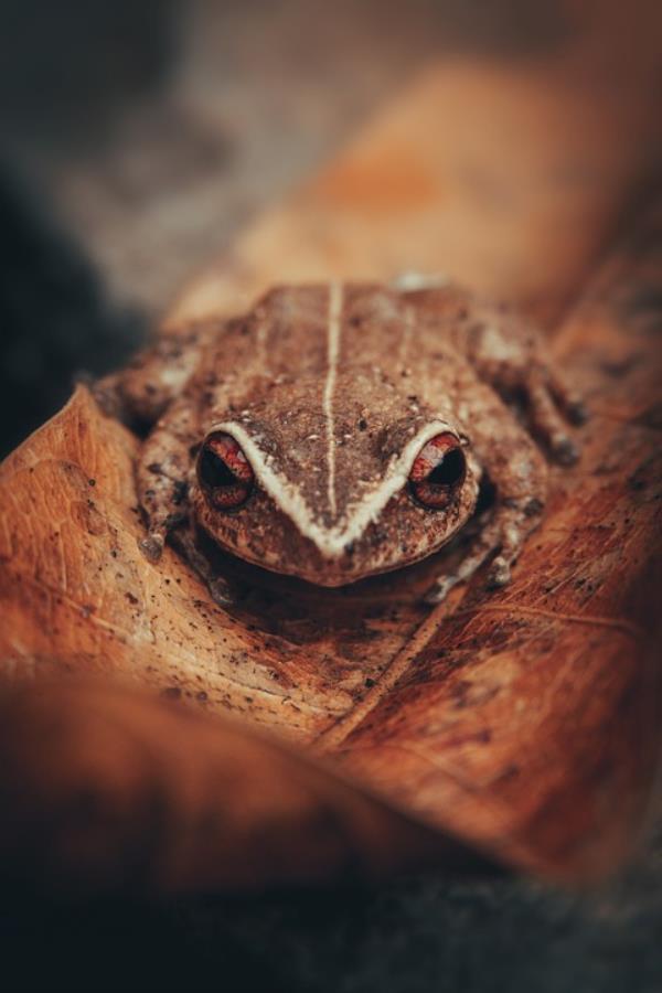 Junte Boricua Project Aims to Bring 50,000 Puerto Ricans Home in 2024