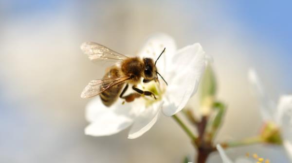 Ho<em></em>ney bee on a flower